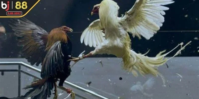Hiểu đúng về Cockfighting Live cho tân thủ