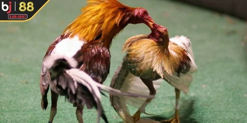 Tổng quan về sân chơi đá gà BJ88